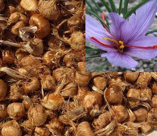 15 Pcs Saffron Bulbs   Get Beautiful Flowers and Your Own Spice (Fresh 2014 Bulbs)  Flowering Plants  Patio, Lawn & Garden
