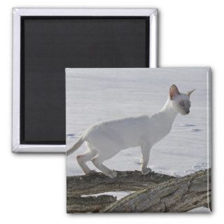 Siamese Cat, Lilac Point on Tree Branch Refrigerator Magnets