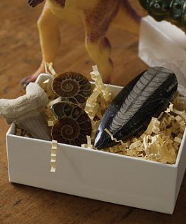 fossil gift box by junior geo
