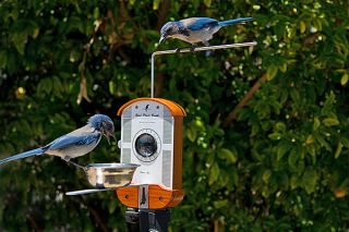 Bird Photo Booth