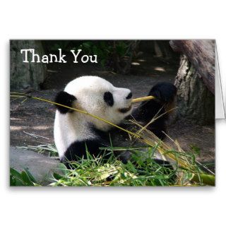 Panda Bear Thank You Cards