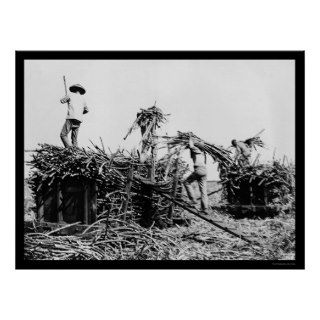 Sugar Cane Harvest in Hawaii 1917 Posters