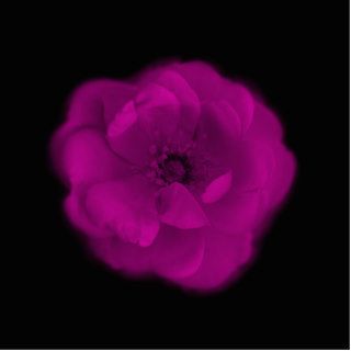 Bright Pink Rose. Black Background. Photo Cutout