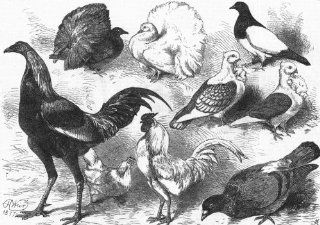 POULTRY Fantail, Gamecock, Turbit, Bantam, Turbiteen, antique print, 1877  