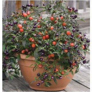Seeds and Things Heirloom Ornamental Pepper Pretty in Purple 15 + Seeds Per Packet  Potato Plants  Patio, Lawn & Garden