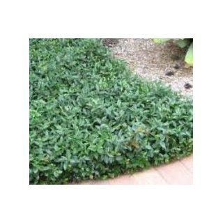 Asian Jasmine Vine (Groundcover) (Quarts) 6 8" Spread   Low Shipping   Asiatic Jasmine Ground Cover  Patio, Lawn & Garden