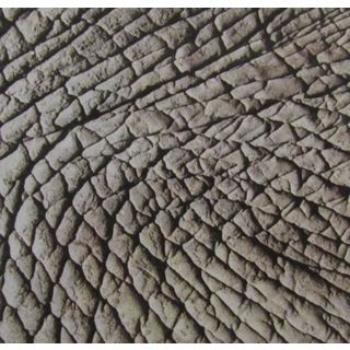 African Elephant Skin Modern Ceramic Wall Tile (pack Of 20)