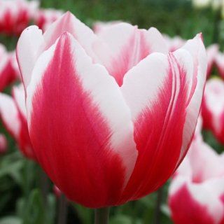 Lucky Strike Chilled Tulip Bulbs  Flowering Plants  Patio, Lawn & Garden