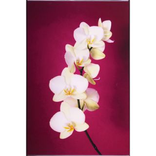 Graham & Brown Graham and Brown Fucshia Orchid Lacquer Photographic Print 40 413