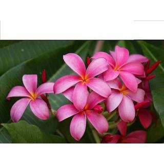 Hawaiian Pink Plumeria Cuttings (2 Pack)