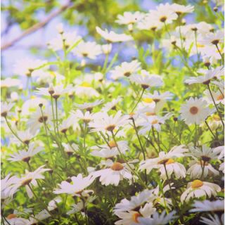Graham & Brown Graham and Brown Daisy Meadow Outdoor Photographic Print on Ca
