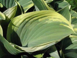 Regal Splendor Hosta Heat  Shaped Gray Green Leaves   Gallon Pot  Hosta Plants  Patio, Lawn & Garden