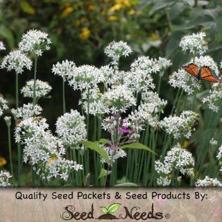 250 Seeds, Garlic Chives (Allium tuberosum) Seeds By Seed Needs  Vegetable Plants  Patio, Lawn & Garden