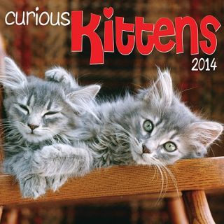 2014 Curious Kittens Wall Calendar