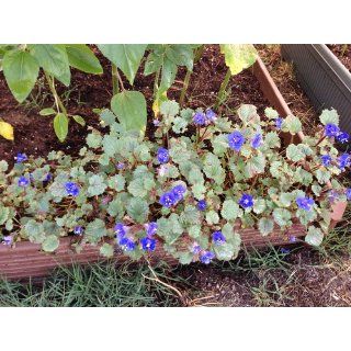 800 Seeds, California Bluebells (Phacelia campanolaria) Seeds By Seed Needs  Flowering Plants  Patio, Lawn & Garden