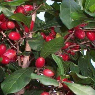 9GreenBox   Rare Miracle Fruit Make Sour Foods Becomes Sweet Live Plant  Patio, Lawn & Garden