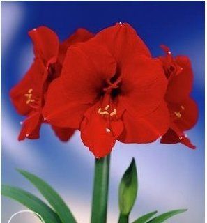 Individually Wrapped for Christmas Gift Giving ~Amaryllis ~ Set of 2 Flowers ~ Red Lion  Fresh Flowers And Live Indoor Plants  Grocery & Gourmet Food