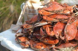 The Crab Place 1 dozen steamed Premium (5?" 6?") male Maryland hard crabs 120 Ounce Box  Shellfish Seafood  Grocery & Gourmet Food