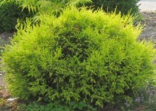 Sun Gold Cypress Plant   Chamaecyparis   Evergreen Shrub   4" Pot  Patio, Lawn & Garden