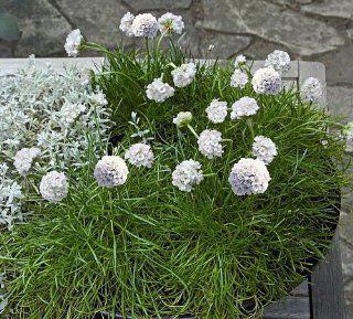 'Morning Star White' Sea Thrift Perennial   8 Plants   Armeria maritima  Flowering Plants  Patio, Lawn & Garden