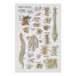 Spinal and Vertebrae Anatomy Poster 24" X 36"