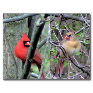 Cardinals ( Spring ) Post Card
