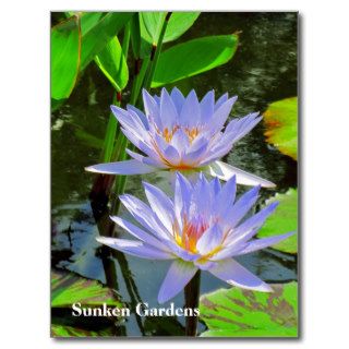 SG Pair of BLUE water lilies #101  00101 Postcards