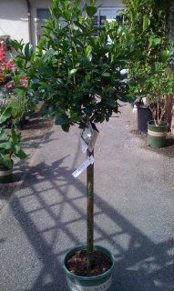 Gardenia First Love Grafted Topiary    12 by 12 Inch Container  Gardenia Plants  Patio, Lawn & Garden