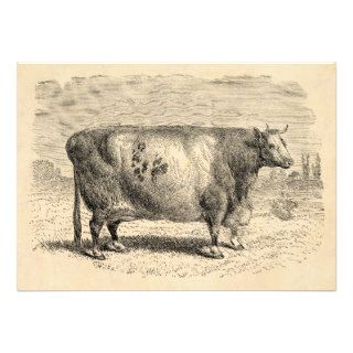 Vintage 1800s Large Durham Cow Retro Cows Template Card