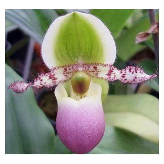 Paph Pinocchio ladyslipper orchid plant near blooming size  Patio, Lawn & Garden