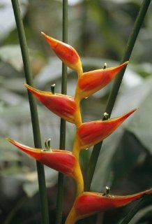 Tim laman equito Wall Decals A Close View of a Heliconia Tropical Flower near the  River   18 inches x 12 inches   Peel and Stick Removable Graphic   Wall Murals