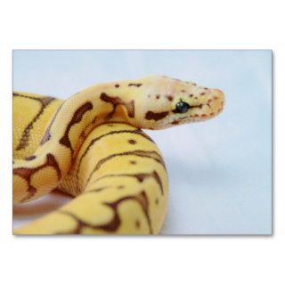 Yellow Ball Python Close Up Business Card Template