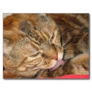 cat bath post card