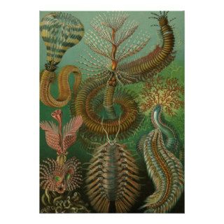 Vintage Worms Annelids Chaetopoda by Ernst Haeckel Announcement