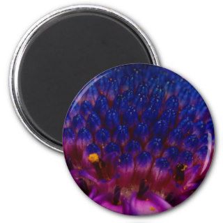 African Daisy Blossom Round Magnet