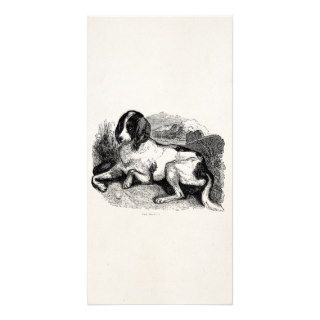 Vintage Fox Hound Hunting Dog 1800s Hounds Dogs Picture Card