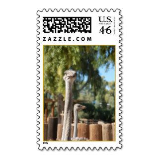 Arabian Horse Show Scottsdale 147 Postage Stamps