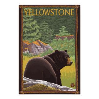 Black Bear in Forest   Yellowstone National Park Posters
