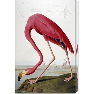 John James Audubon 'American Flamingo' Stretched Canvas Art Canvas