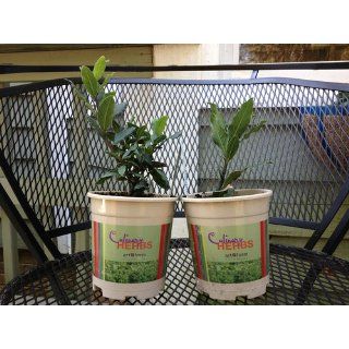 Hirt's Sweet Bay Laurel Herb  Laurus nobilis  4" pot  Herb Plants  Patio, Lawn & Garden