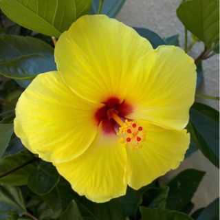 Hawaiian Yellow Hibiscus Cuttings (4 Pack)