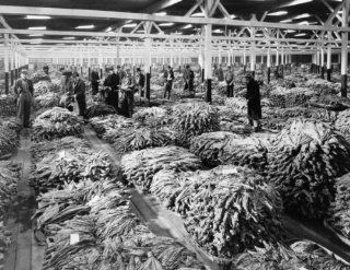 1937 photo Several men examining piles of dried tobacco leaves in warehouse. e8  