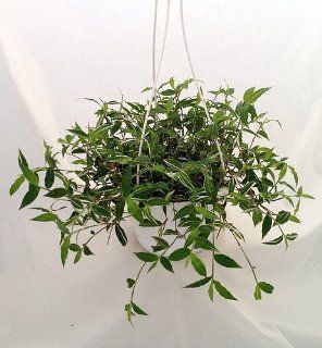 'Bamboo Leaf' Wandering Jew   6" Hanging Pot   Easy to Grow House Plant  Patio, Lawn & Garden