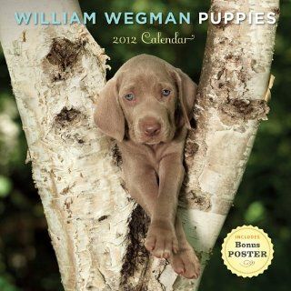 William Wegman Puppies 2012 Wall Calendar (9780810998629) William Wegman Books