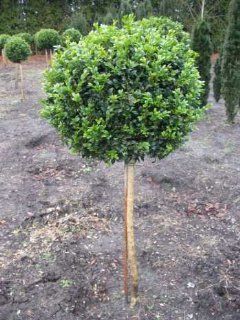 Buchsbaum Stamm Buxus sempervirens arborescens Stammhhe 60 cm Krone 25   30 cm im 10 Liter Pflanzcontainer Garten