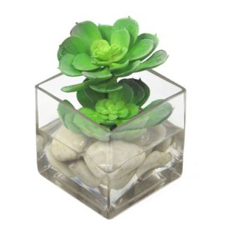 Faux Echeverias in Glass Cube by Creative Branch