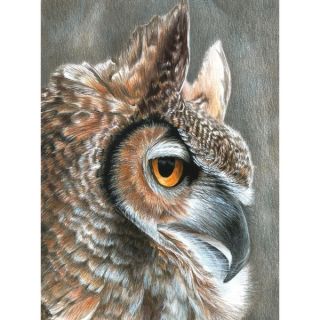 Color Pencil By Number Kit 8.75X11.75 Sepia Owl   16812594