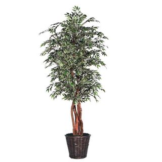 6 ft. Variegated Smilax Executive Tree   Silk Trees and Palms