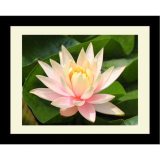 Floral Nature Purity Lotus Flower Framed Photographic Print GST451FM