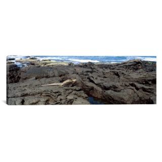 Panoramic Marine Iguana on Volcanic Rock on Isabela Island, Galapagos